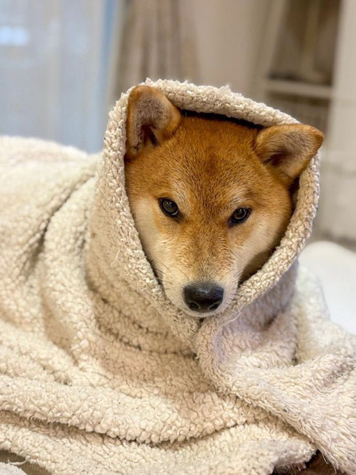 柴犬