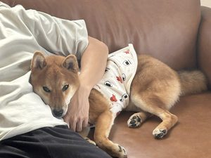 柴犬