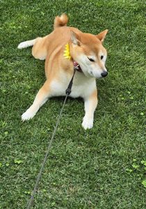 拒否柴