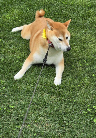 拒否柴