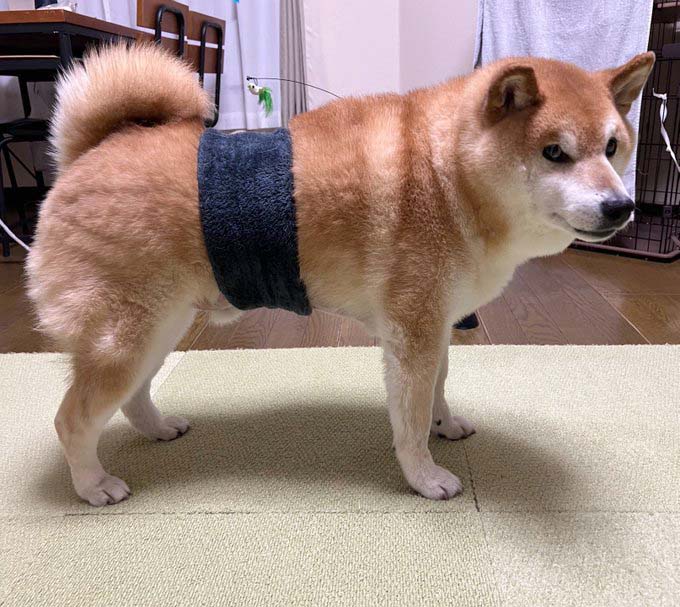 黒帯を巻いた柴犬