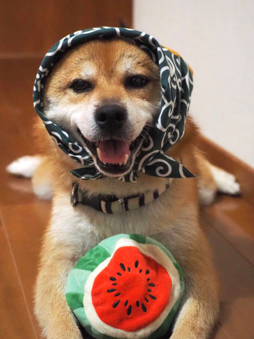 柴犬