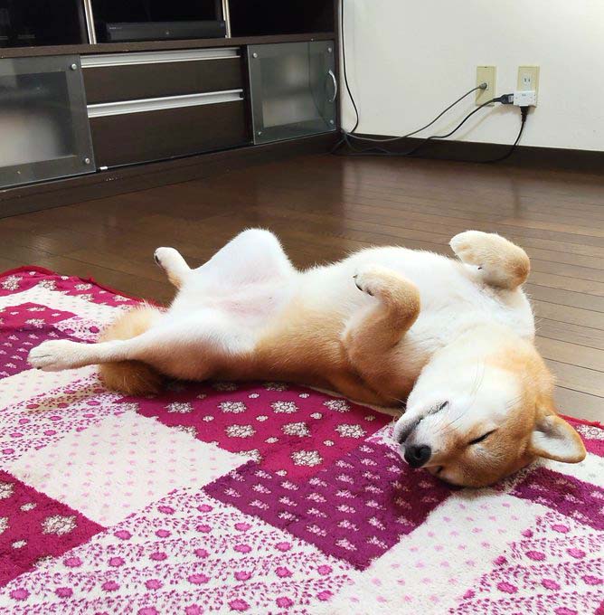 へそ天の柴犬