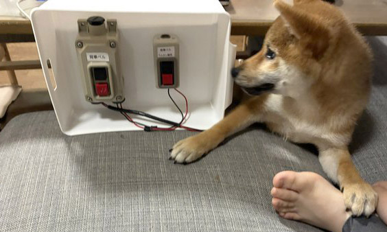 柴犬